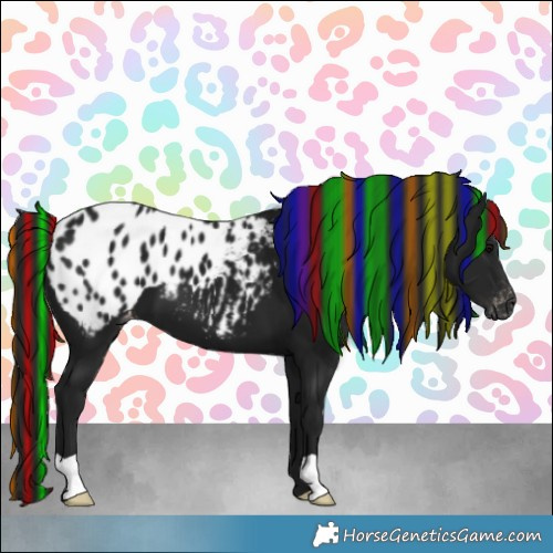 Horse Color:Gray Painted Black Appaloosa