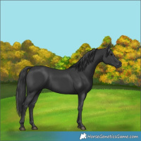 Horse Color:Black 