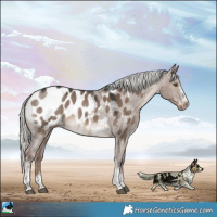 Horse Color:Liver Red Dun Mushroom Sabino Appaloosa Rabicano 