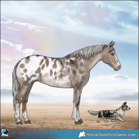 Horse Color:Liver Red Dun Mushroom Sabino Appaloosa Rabicano