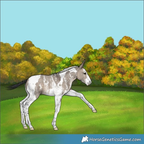 Horse Color:Brown Dun Sabino Tobiano