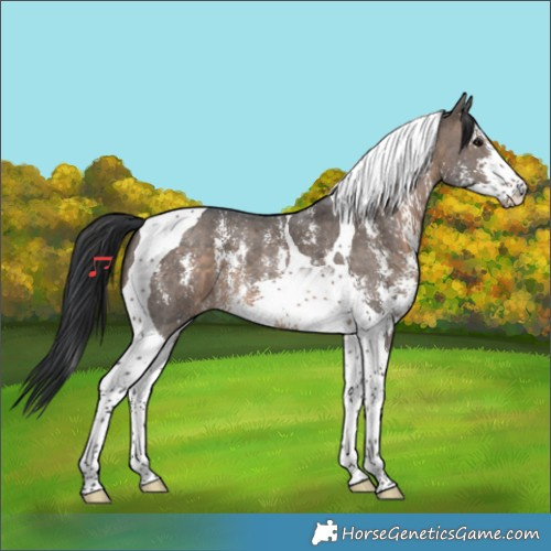 Horse Color:Brown Dun Sabino Tobiano 