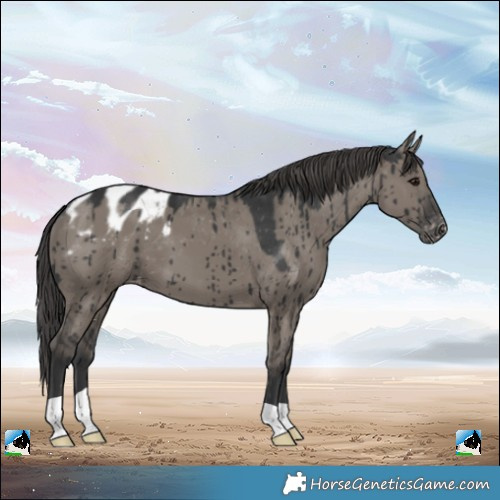 Horse Color:Grullo Appaloosa Brindle 