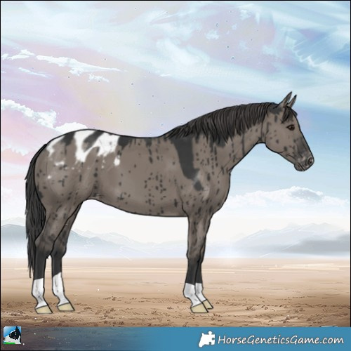 Horse Color:Grullo Appaloosa Brindle