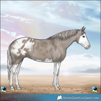 Horse Color:Silver Grullo Splash Appaloosa 