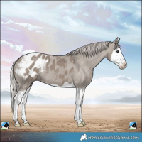 Horse Color:Silver Grullo Splash Blanket
