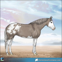 Horse Color:Silver Grullo Splash Appaloosa 