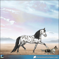 Horse Color:Grullo Appaloosa Rabicano