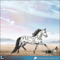 Horse Color:Grullo Appaloosa Rabicano