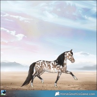 Horse Color:Brown Dun Appaloosa 
