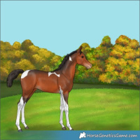 Horse Color:Bay Tobiano Appaloosa 