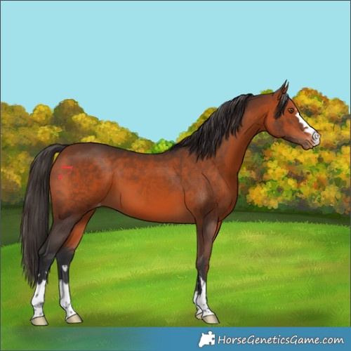 Horse Color:Bay Appaloosa 