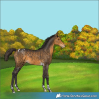 Horse Color:Buckskin Tobiano Varnish 