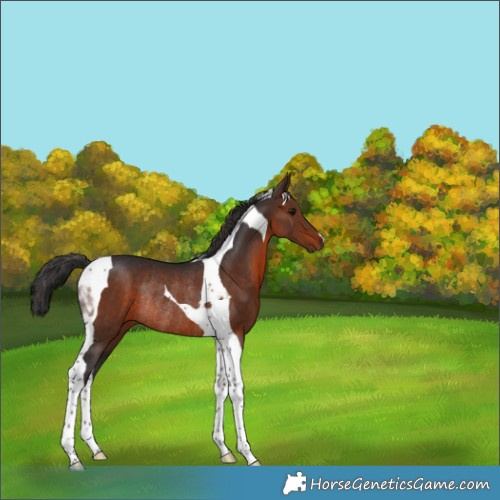 Horse Color:Brown Tobiano Rabicano 