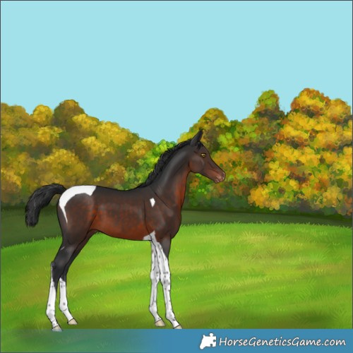 Horse Color:Brown Tobiano Varnish 