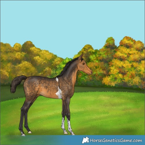 Horse Color:Buckskin Tobiano 