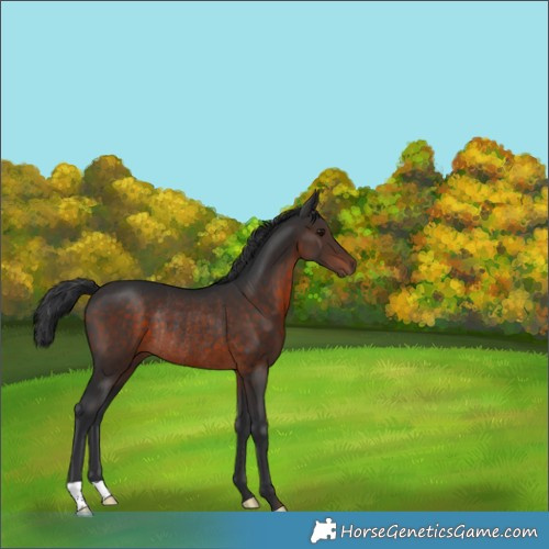 Horse Color:Brown Rabicano 
