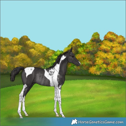Horse Color:Smoky Black Tobiano Rabicano 