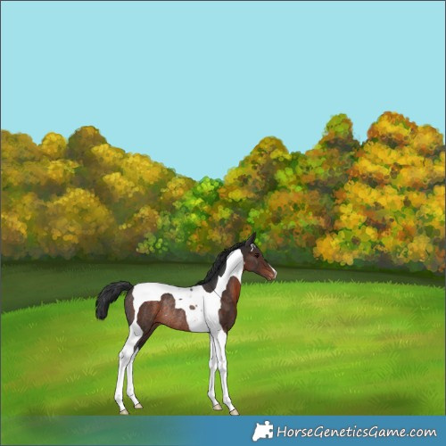 Horse Color:Brown Tobiano Appaloosa Rabicano 