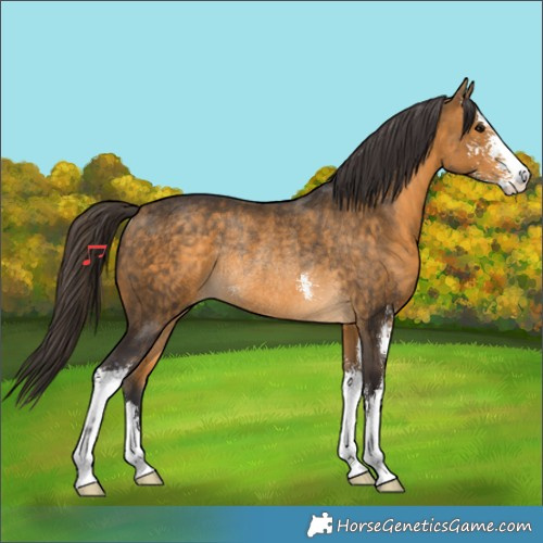 Horse Color:Buckskin Sabino Rabicano 
