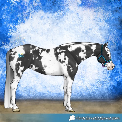 Horse Color:White Spotted Black Splash Tobiano 