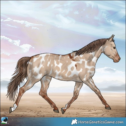 Horse Color:Red Dun Near Leopard