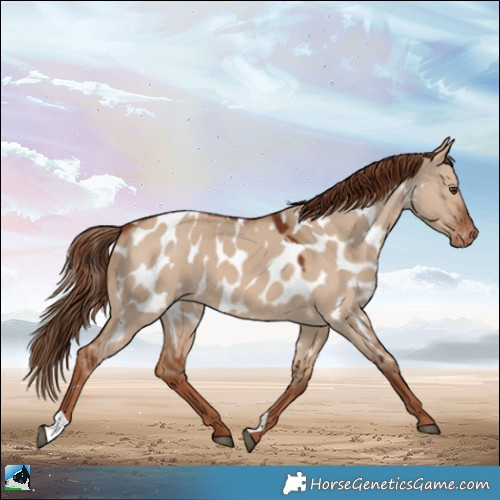 Horse Color:Red Dun Appaloosa 