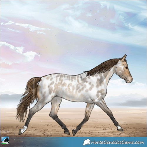 Horse Color:Buckskin Roan Dun Appaloosa 