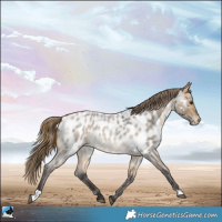 Horse Color:Buckskin Roan Dun Near Leopard