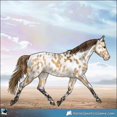 Horse Color:Buckskin Dun Appaloosa 