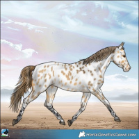 Horse Color:Buckskin Dun Near Leopard