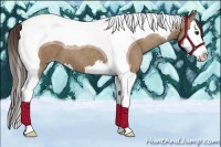 Horse Color:Classic Champagne Splash Tobiano 