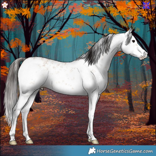 Horse Color:White Spotted Bay Dun Sabino 