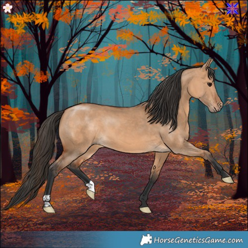 Horse Color:Bay Dun