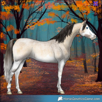 Horse Color:Buckskin Roan Onyx Splash 