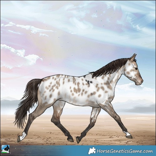 Horse Color:Brown Dun Appaloosa 