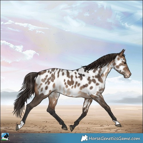 Horse Color:Brown Dun Appaloosa 