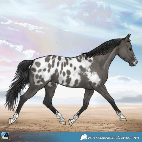 Horse Color:Grullo Appaloosa Rabicano