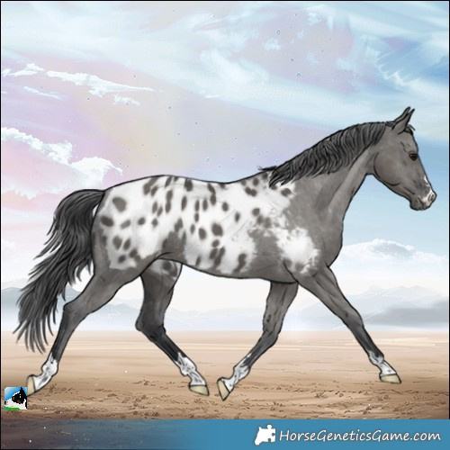 Horse Color:Grullo Appaloosa Rabicano 
