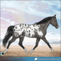 Horse Color:Grullo Blanket Rabicano