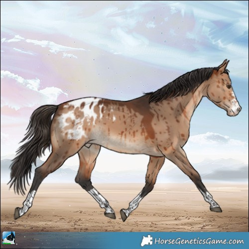 Horse Color:Bay Dun Appaloosa Brindle 