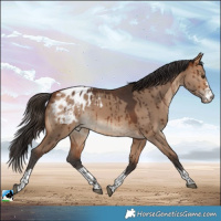 Horse Color:Bay Dun Appaloosa Brindle 