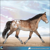 Horse Color:Bay Dun Appaloosa Brindle 