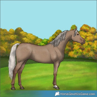 Horse Color:Silver Grullo 