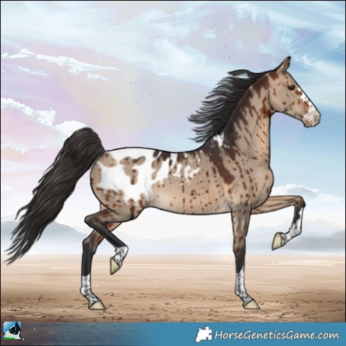 Horse Color:Bay Dun Appaloosa Brindle