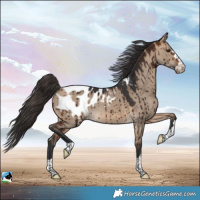 Horse Color:Bay Dun Appaloosa Brindle 