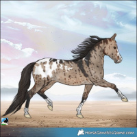 Horse Color:Bay Dun Appaloosa Brindle