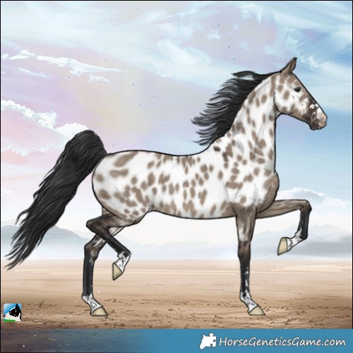 Horse Color:Brown Dun Appaloosa Rabicano 