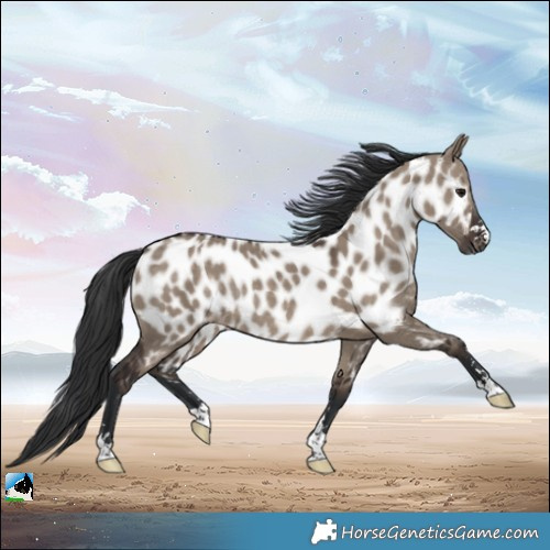 Horse Color:Brown Dun Near Leopard Rabicano