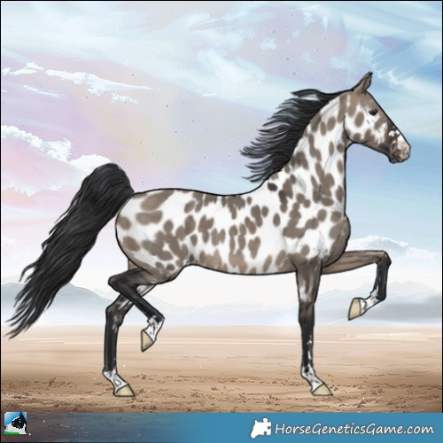 Horse Color:Brown Dun Appaloosa Rabicano